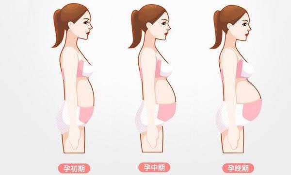 添悦助孕怎么样,【怀孕3个月】怀孕3个月肚子多大_怀孕3个月要产检吗