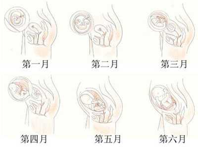 添悦助孕怎么样,【怀孕3个月】怀孕3个月肚子多大_怀孕3个月要产检吗