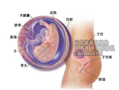 上海助孕公司微信,泰国试管婴儿期内饮食搭配常见问题