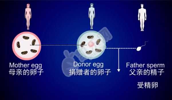 最大的上海助孕公司,试管婴儿优势